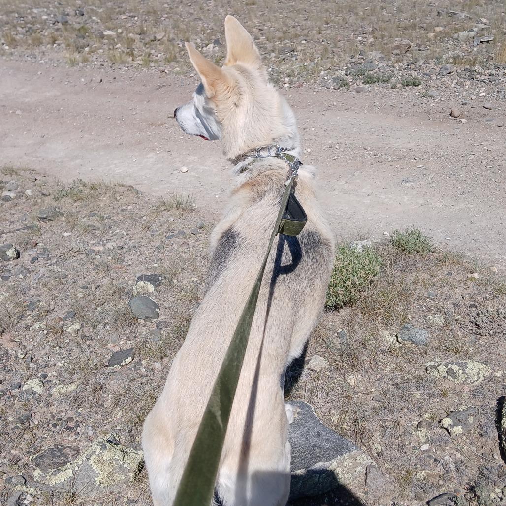 Enlarge Duke, a Adoptable White German Shepherd in Tulsa, OK image 5/6
