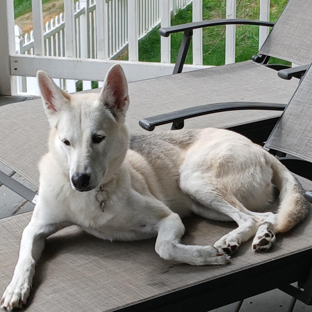 Enlarge Duke, a Adoptable White German Shepherd in Tulsa, OK image 6/6