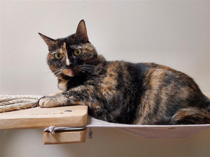 Mitzi, Adopted, Adult Female Domestic Short Hair.