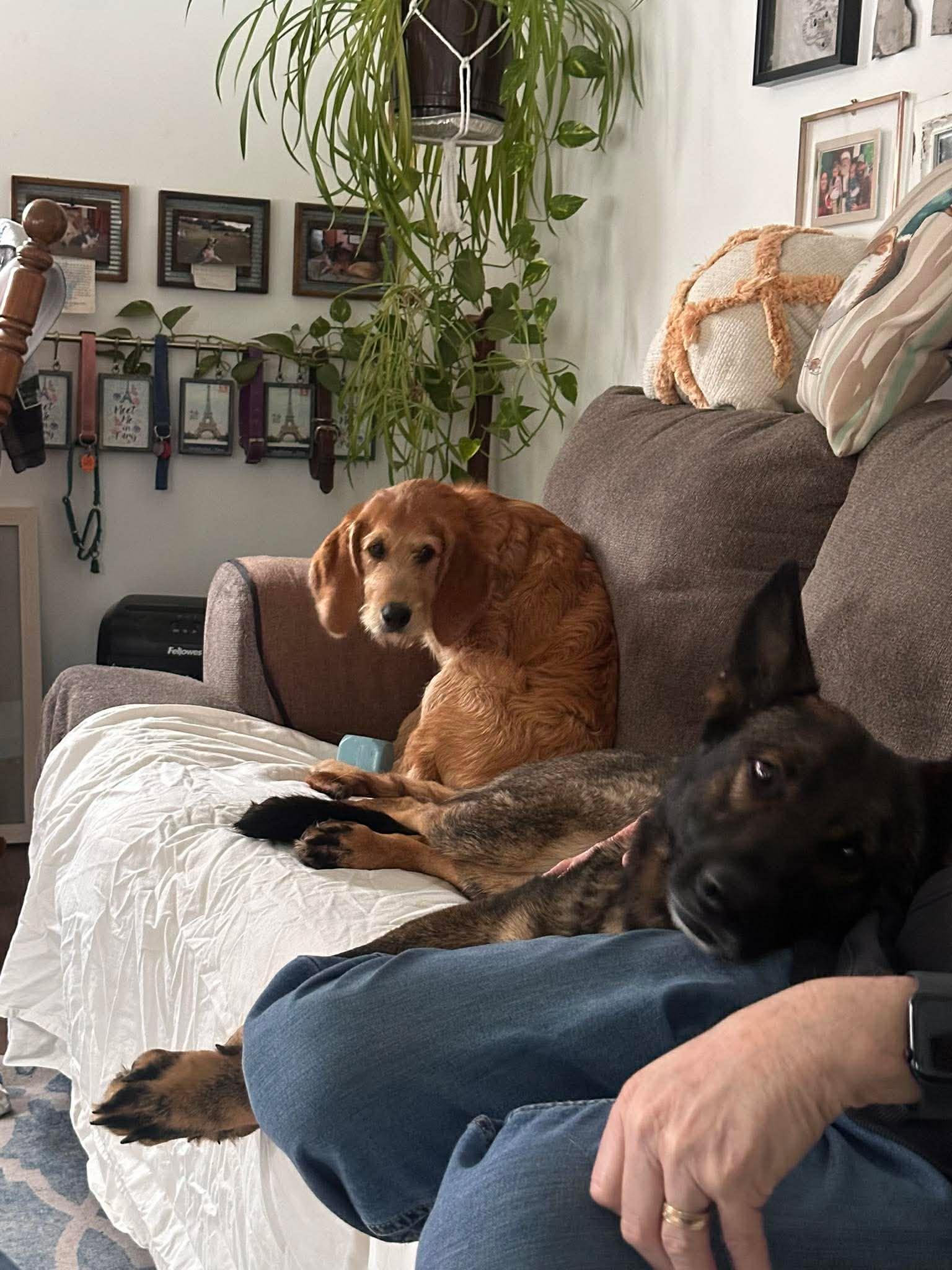 Enlarge Larry, a Adopted mixed breed in Augusta, ME image 1/3