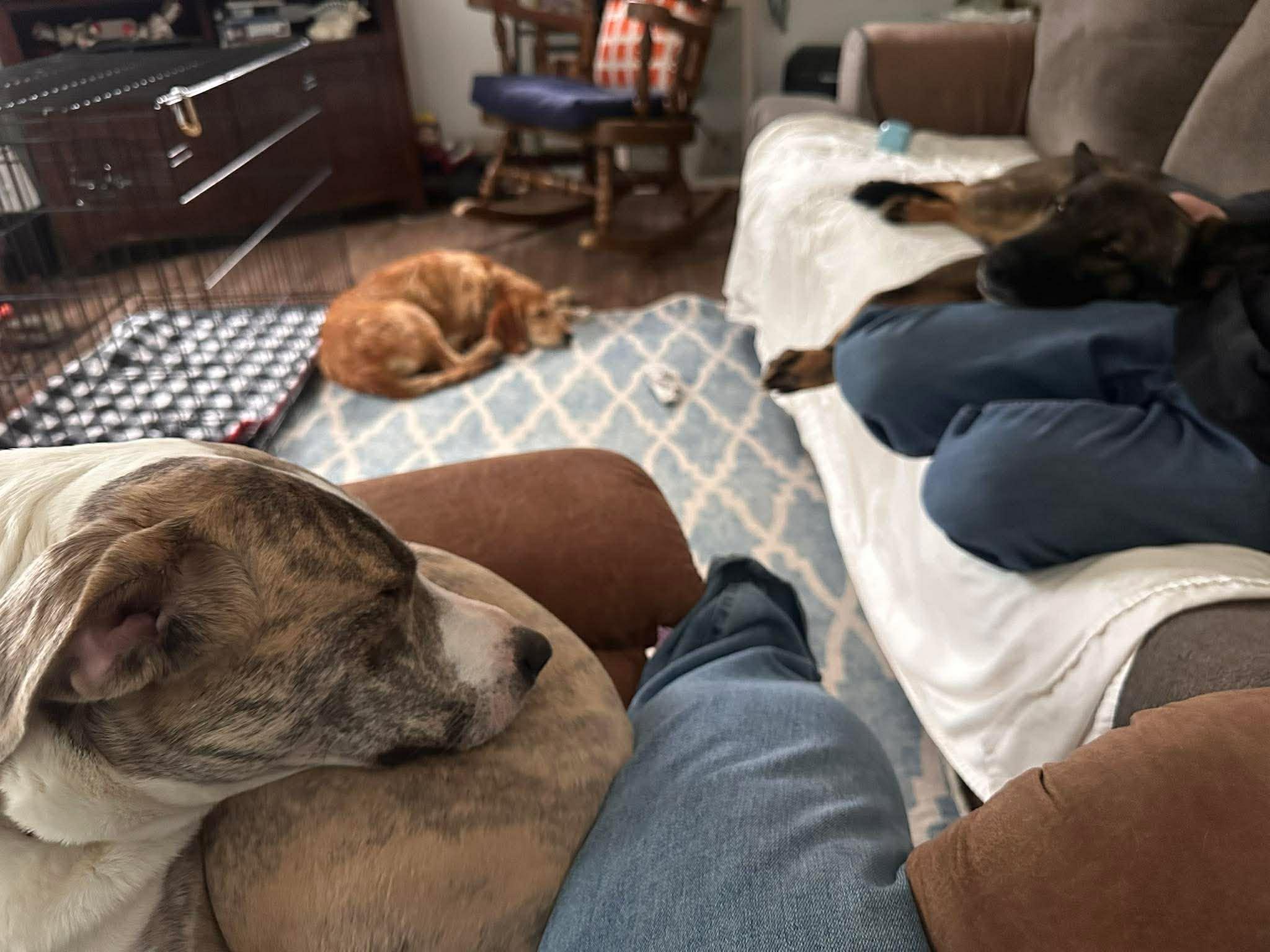 Enlarge Larry, a Adopted mixed breed in Augusta, ME image 2/3