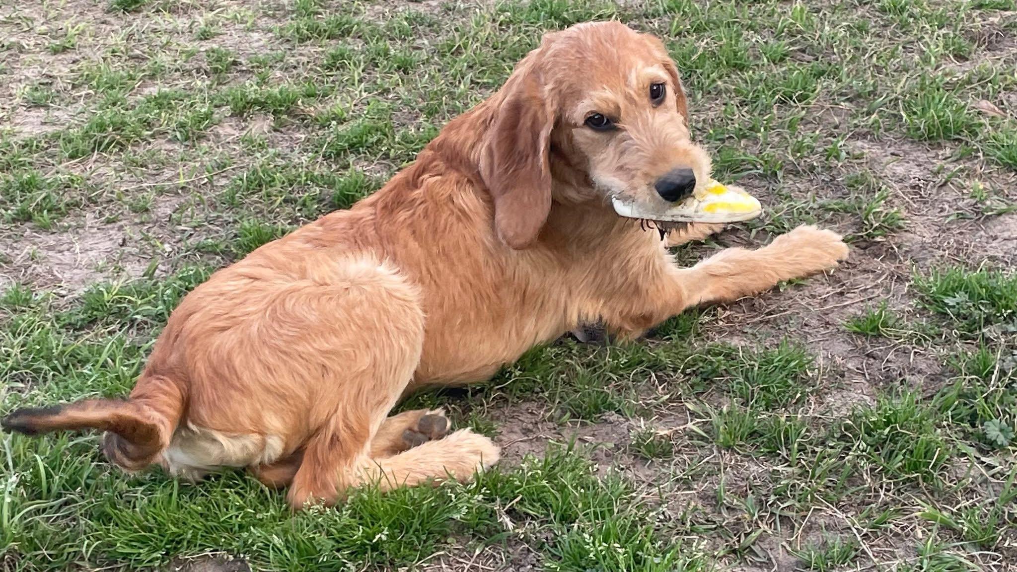 Enlarge Larry, a Adopted mixed breed in Augusta, ME image 3/3