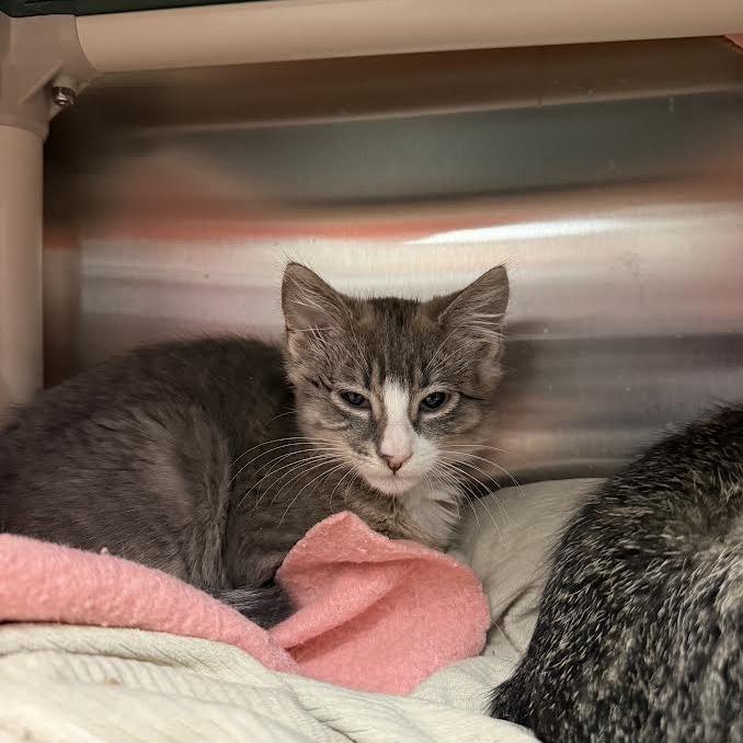 Tommy, a Adoptable Domestic Short Hair in Saint Cloud, MN image 1/3