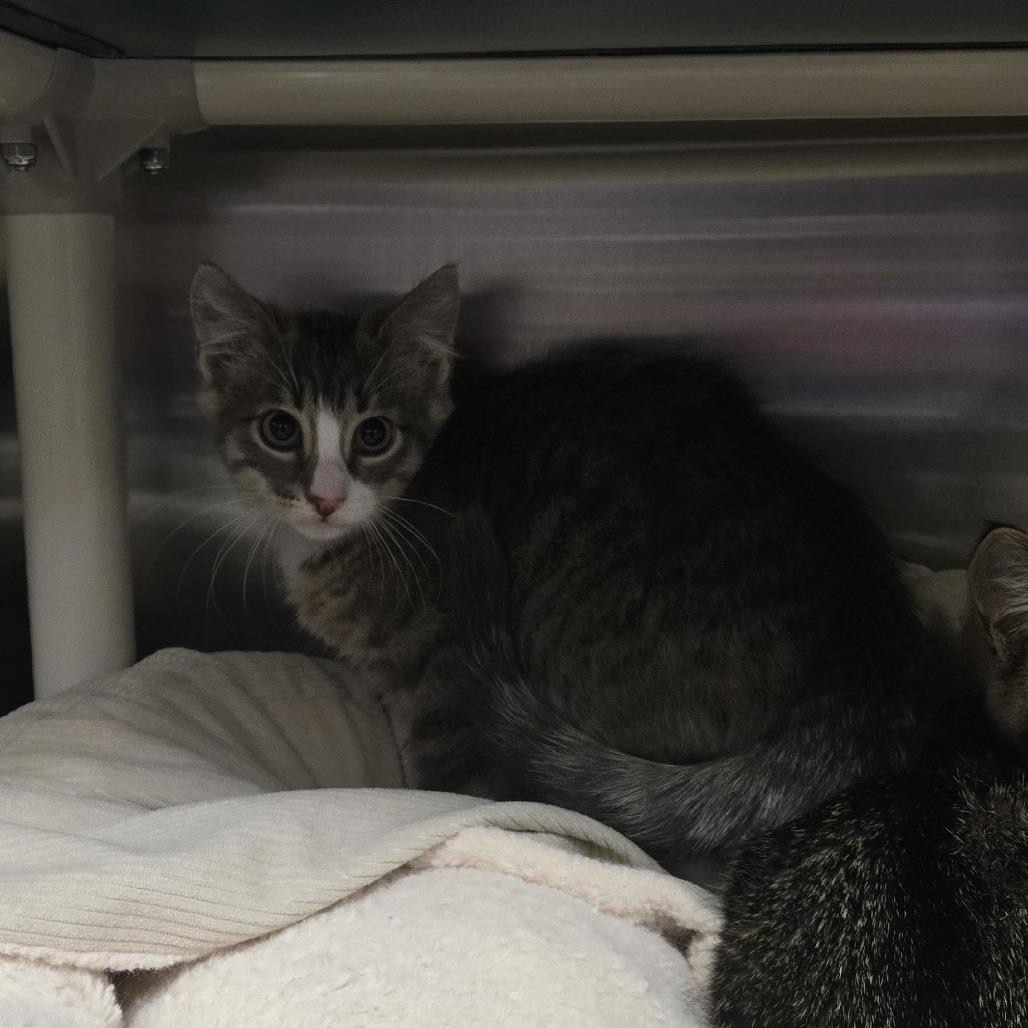 Tommy, a Adoptable Domestic Short Hair in Saint Cloud, MN image 3/3