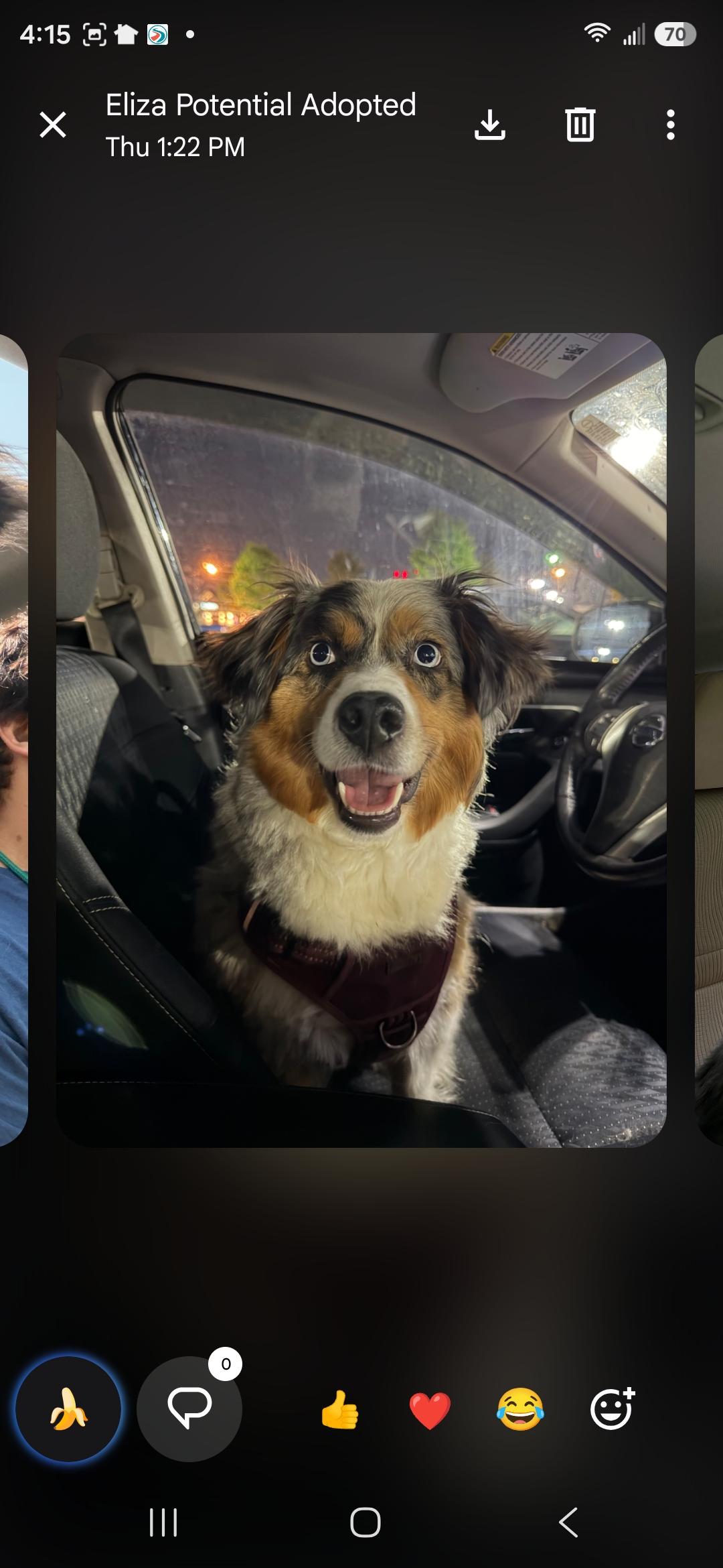 Enlarge Sky, an adopted Australian Shepherd in Cleveland , OH image 4/5