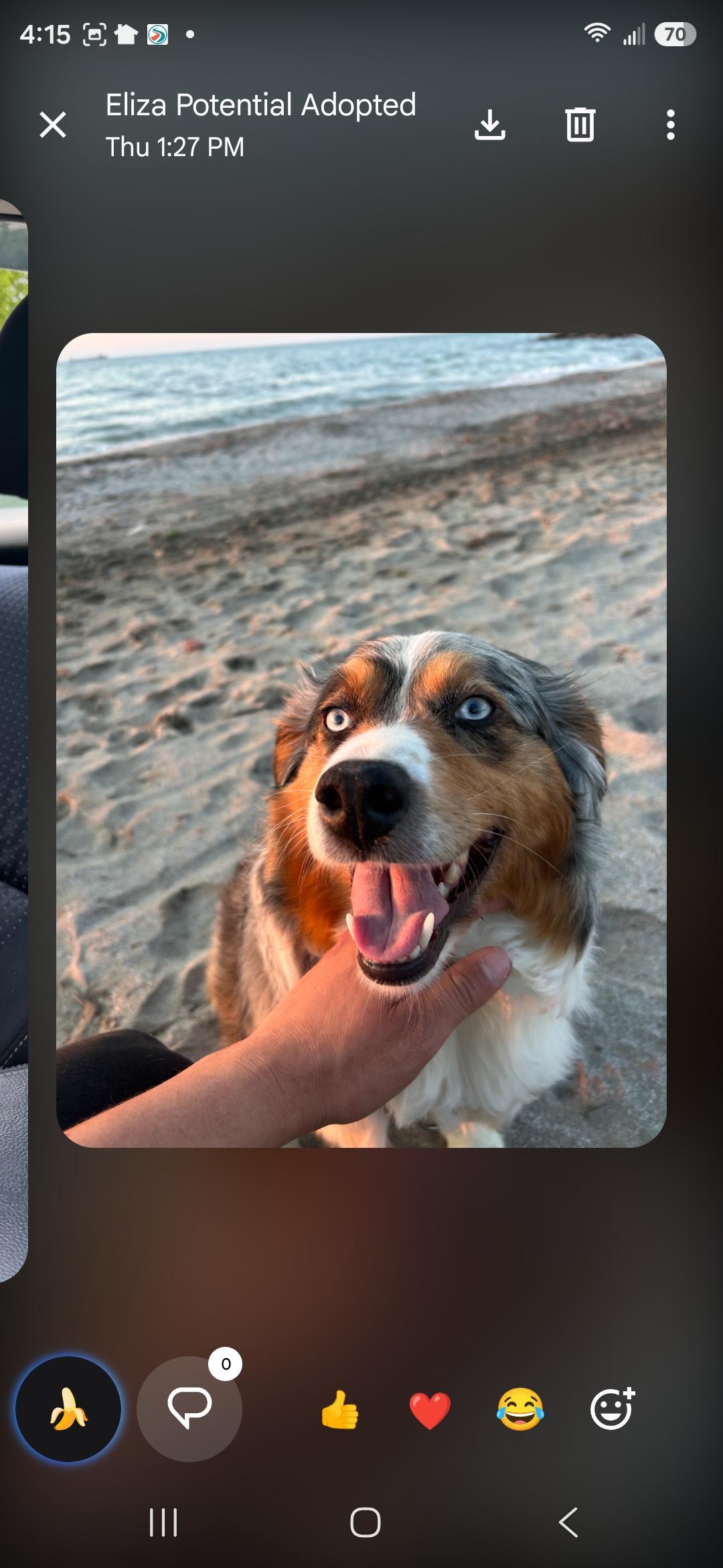 Enlarge Sky, an adopted Australian Shepherd in Cleveland , OH image 1/5