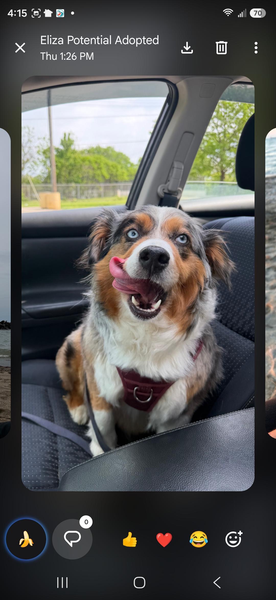 Enlarge Sky, an adopted Australian Shepherd in Cleveland , OH image 2/5