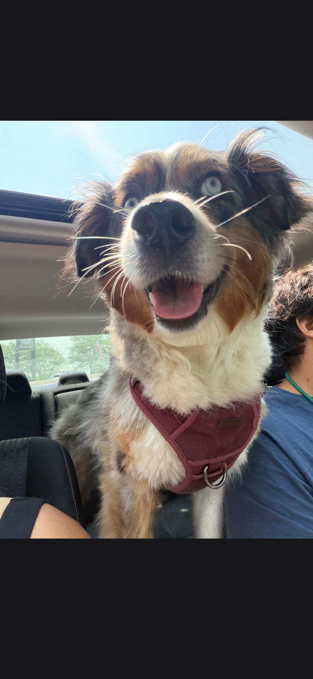 Enlarge Sky, an adopted Australian Shepherd in Cleveland , OH image 3/5