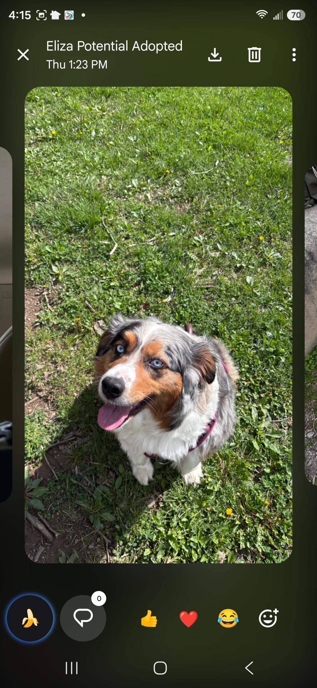 Enlarge Sky, an adopted Australian Shepherd in Cleveland , OH image 5/5