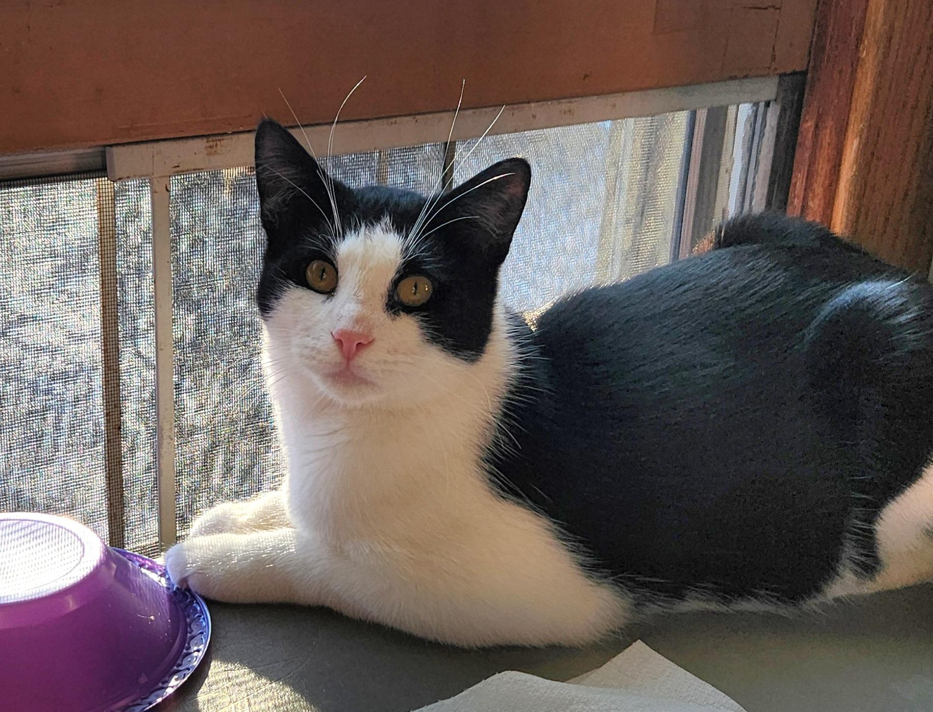 Lucky, Adoptable, Adult Male Domestic Short Hair.