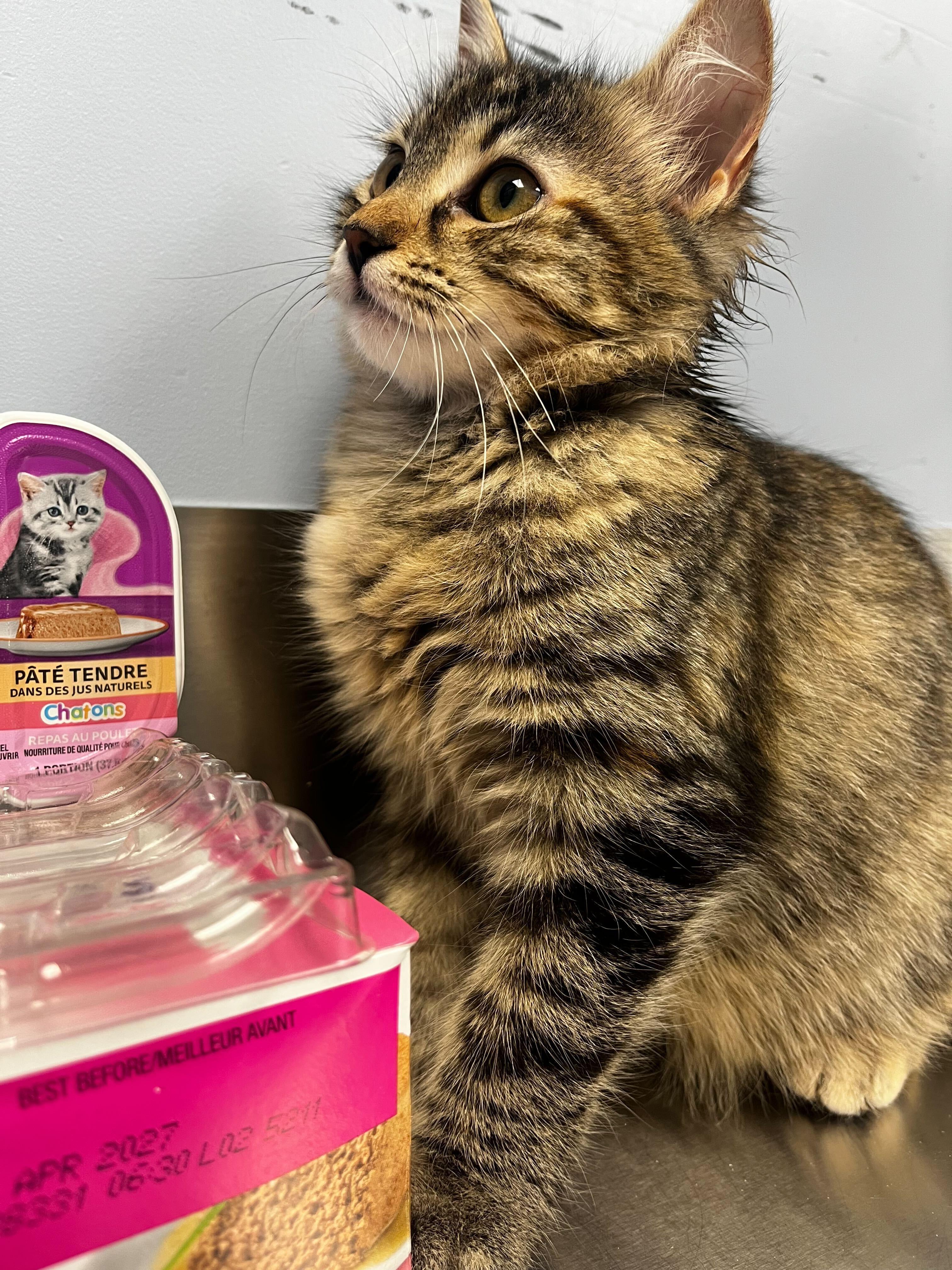 Nala, Adoptable, Young Female Domestic Medium Hair.