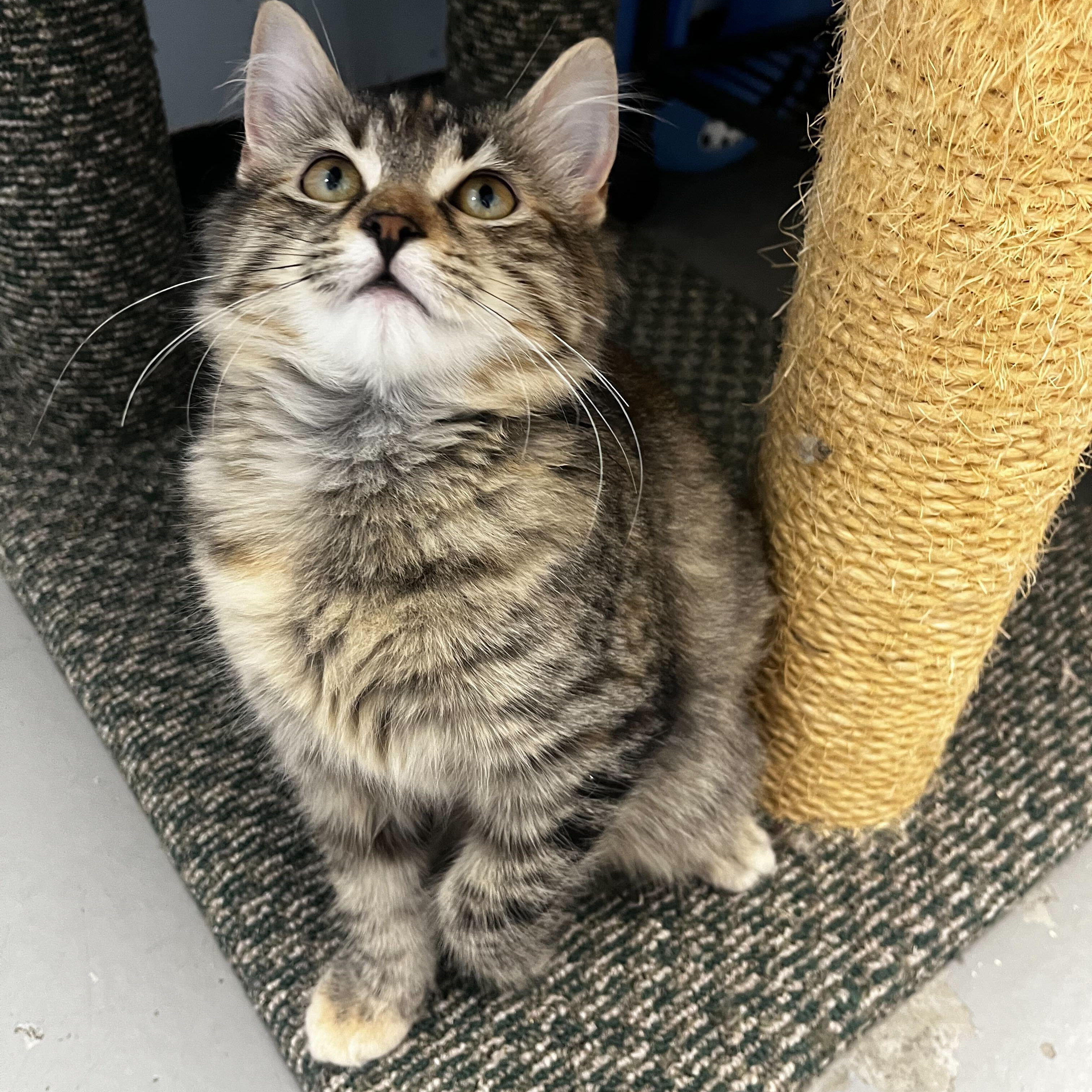 Nala, a Adoptable Domestic Medium Hair in Brooks, AB image 2/4