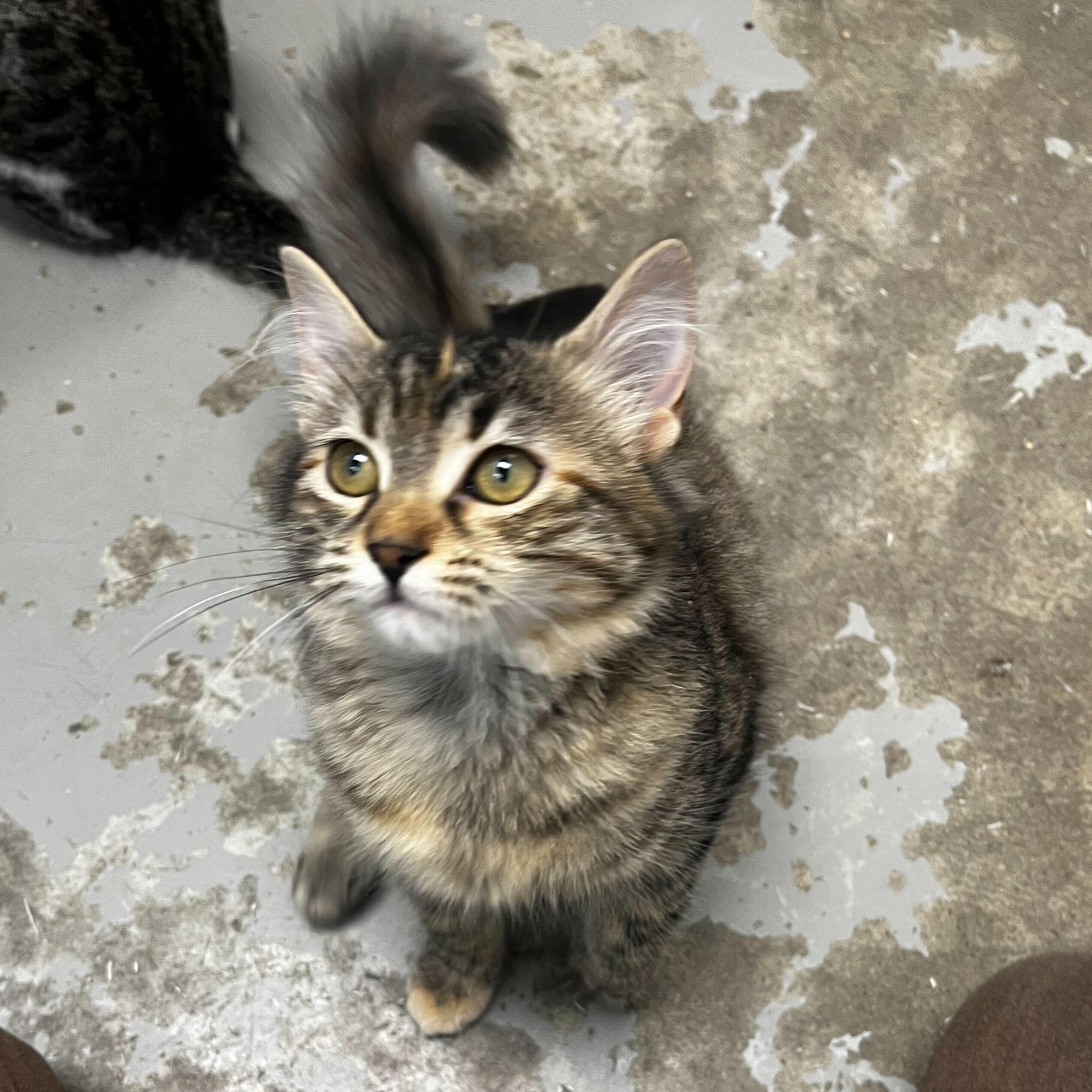 Nala, a Adoptable Domestic Medium Hair in Brooks, AB image 3/4