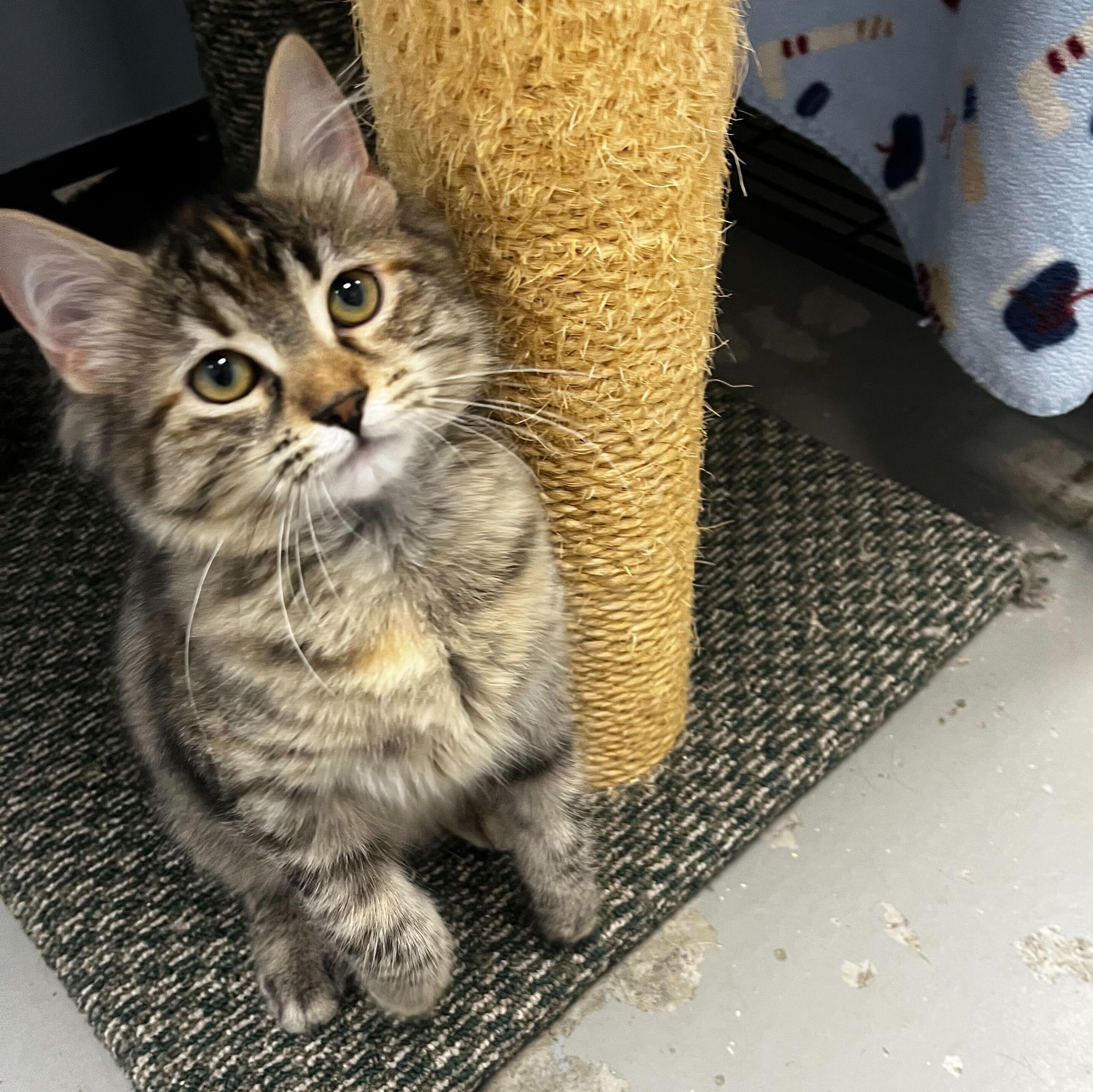 Nala, a Adoptable Domestic Medium Hair in Brooks, AB image 4/4