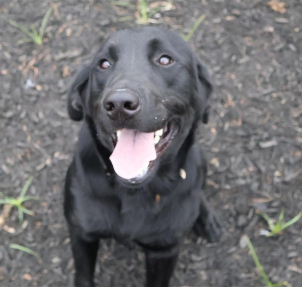 Couture / Boop, a Adoptable mixed breed in Broomfield, CO image 1/4