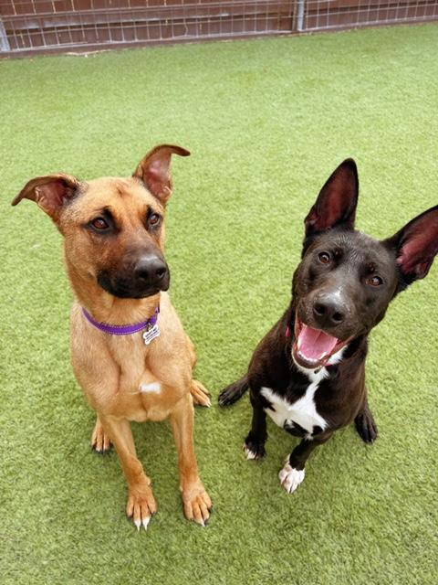 Enlarge Storm (Thistle), an adoptable mixed breed in Trout Lake , WA image 4/5