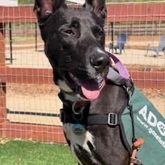 Storm (Thistle), an adoptable mixed breed in Morro Bay, CA image 1/5