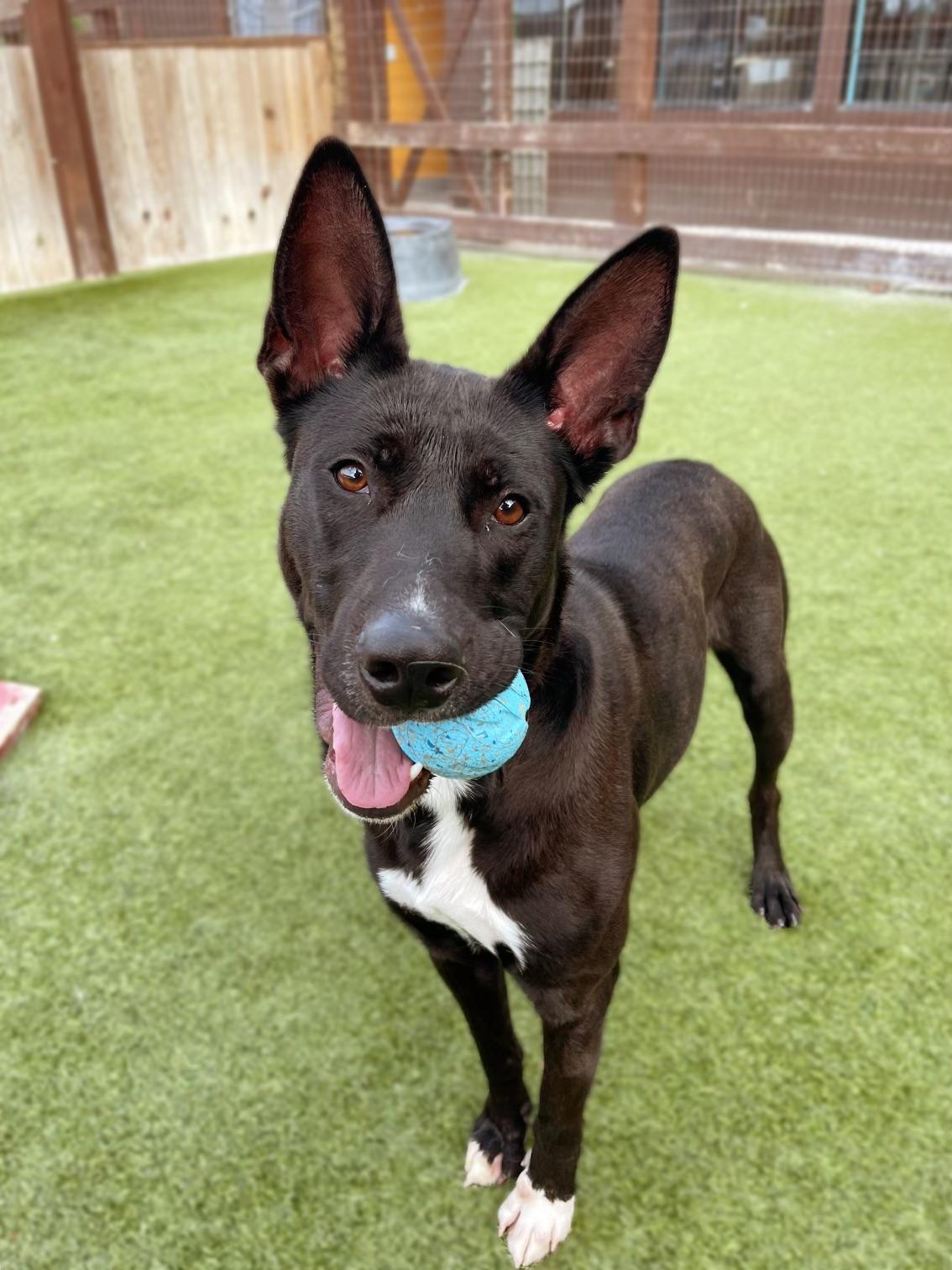 Storm (Thistle), adoptable, Young Female Shepherd.