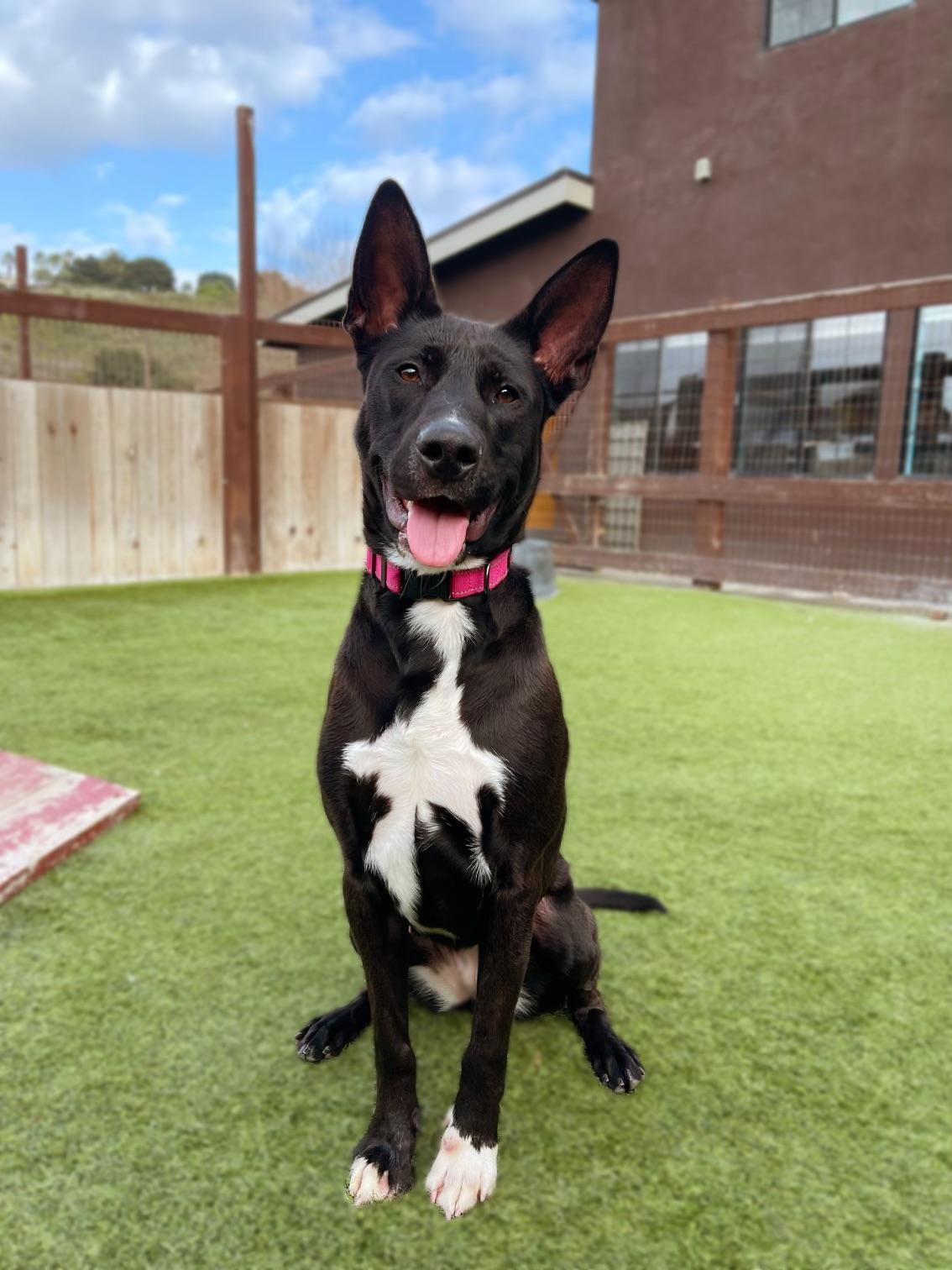 Storm (Thistle), adoptable, Young Female Shepherd.