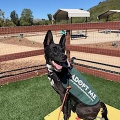 Storm (Thistle), an adoptable mixed breed in Morro Bay, CA image 5/5