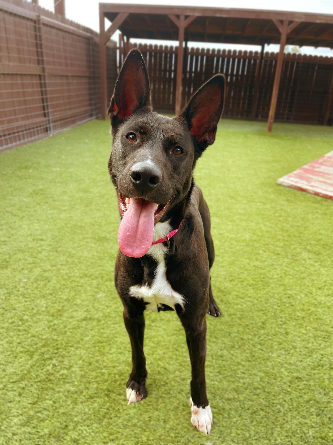 Enlarge Storm (Thistle), an adoptable mixed breed in Trout Lake , WA image 5/5