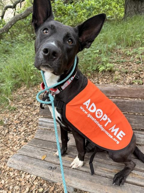 Enlarge Storm (Thistle), an adoptable mixed breed in Morro Bay, CA image 5/5