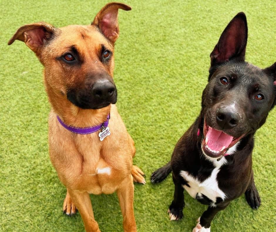 Enlarge Storm (Thistle), an adoptable mixed breed in Trout Lake , WA image 3/5
