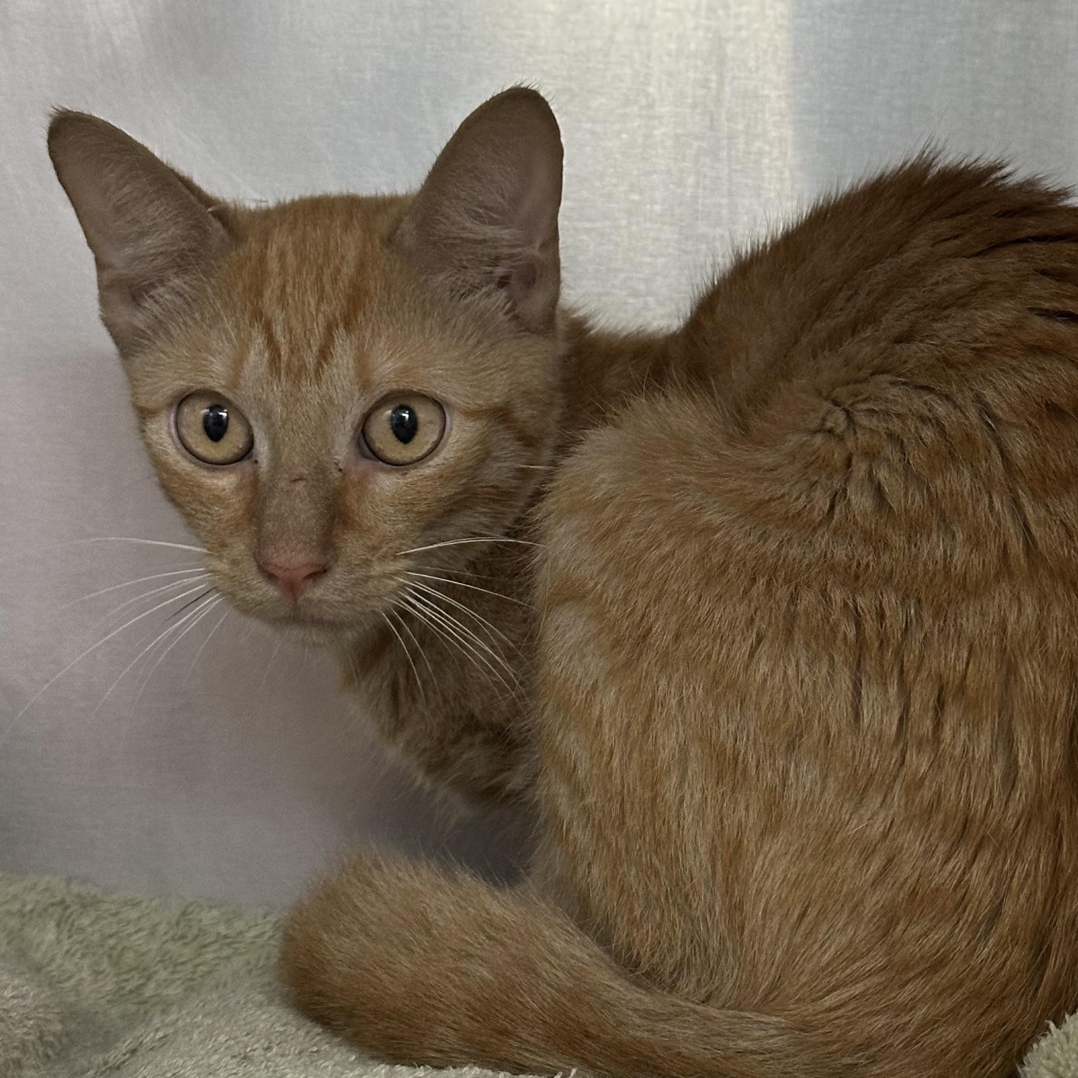 Enlarge Oscar, an adopted Domestic Short Hair in Clifton, NJ image 2/3