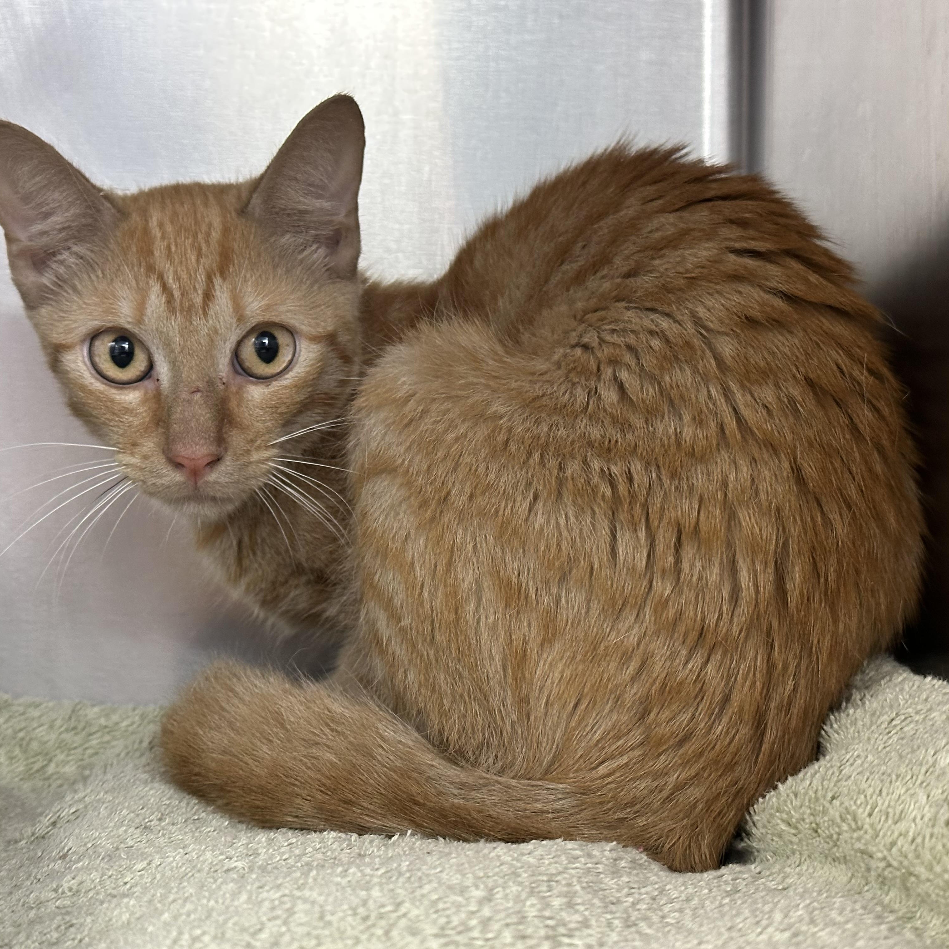 Enlarge Oscar, an adopted Domestic Short Hair in Clifton, NJ image 3/3