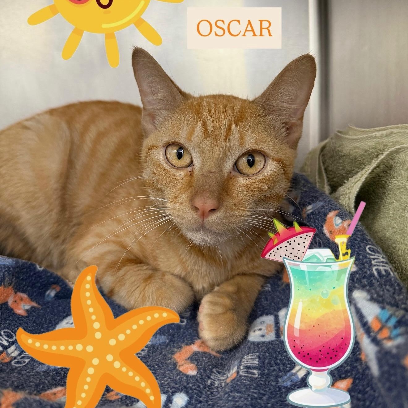 Oscar, adopted, Kitten Male Domestic Short Hair.