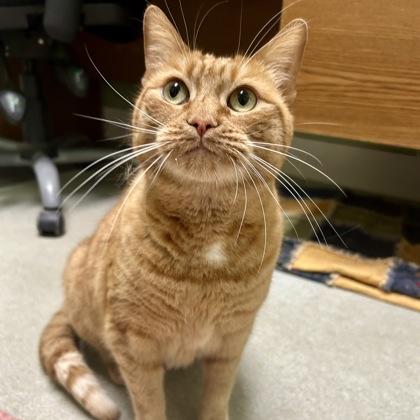 Cheeto, Adoptable, Adult Female Domestic Short Hair & Domestic Short Hair.