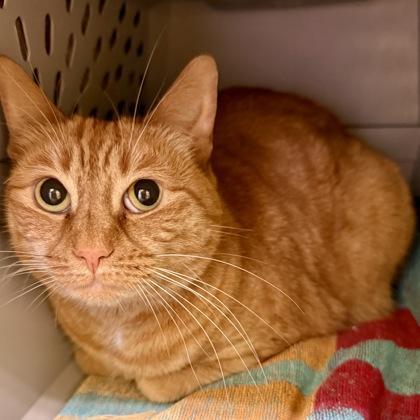Cheeto, Adoptable, Adult Female Domestic Short Hair & Domestic Short Hair.
