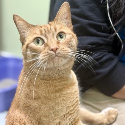 Enlarge Cheeto, a Adoptable mixed breed in East Montpelier, VT image 2/2