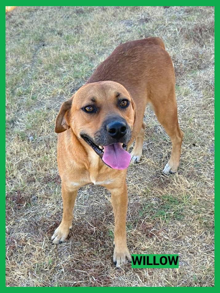 Willow, Adoptable, Young Female Black Mouth Cur.