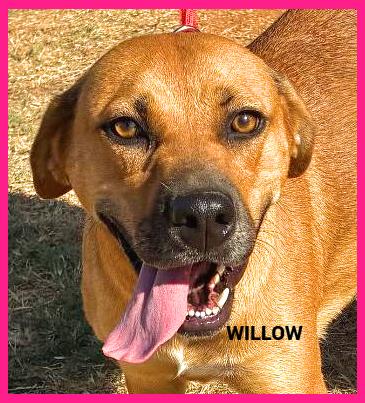 Enlarge Willow, a Adoptable mixed breed in Granbury, TX image 2/2