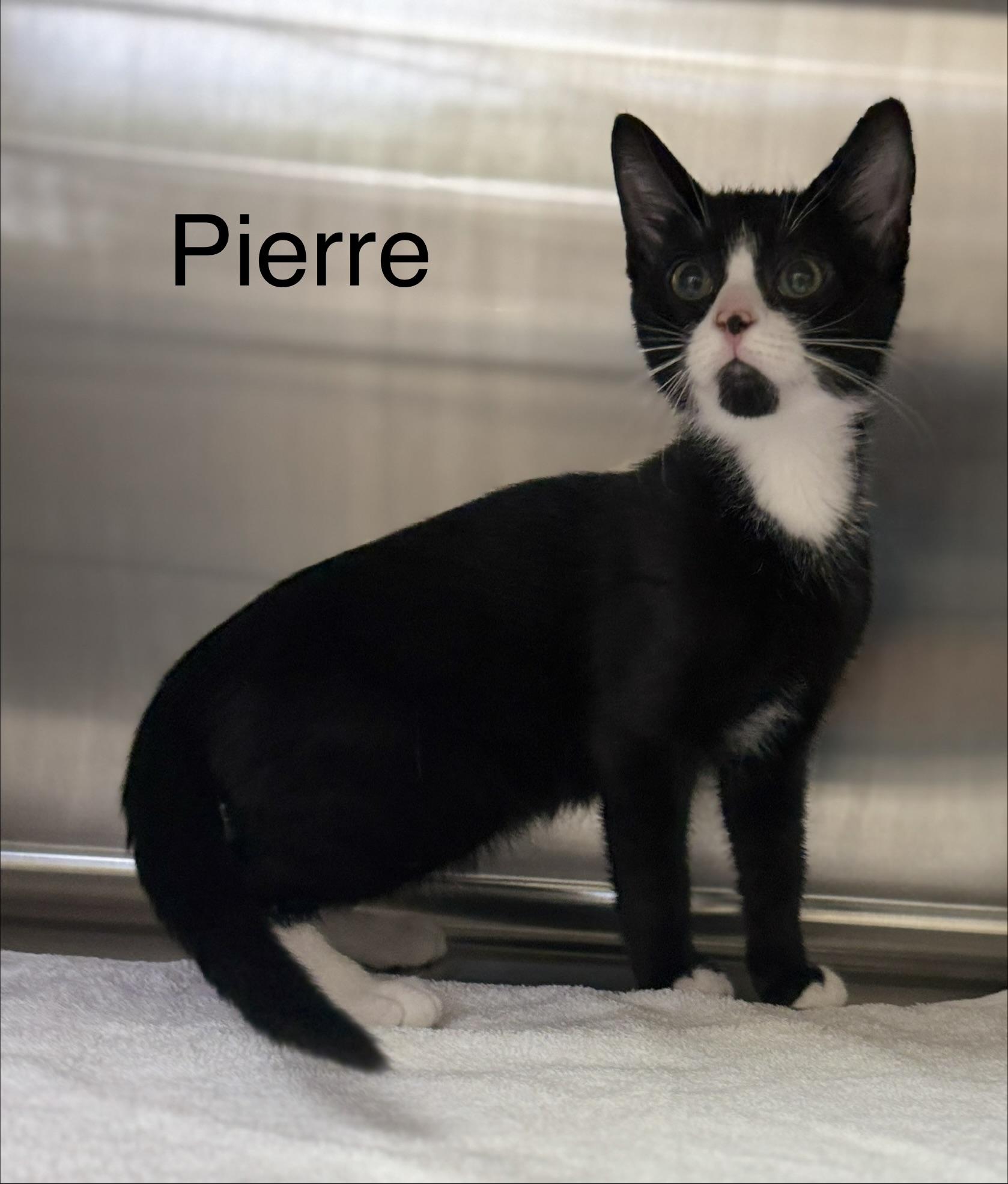 Enlarge Pierre, a Adopted Domestic Short Hair in Pawleys Island, SC image 3/3