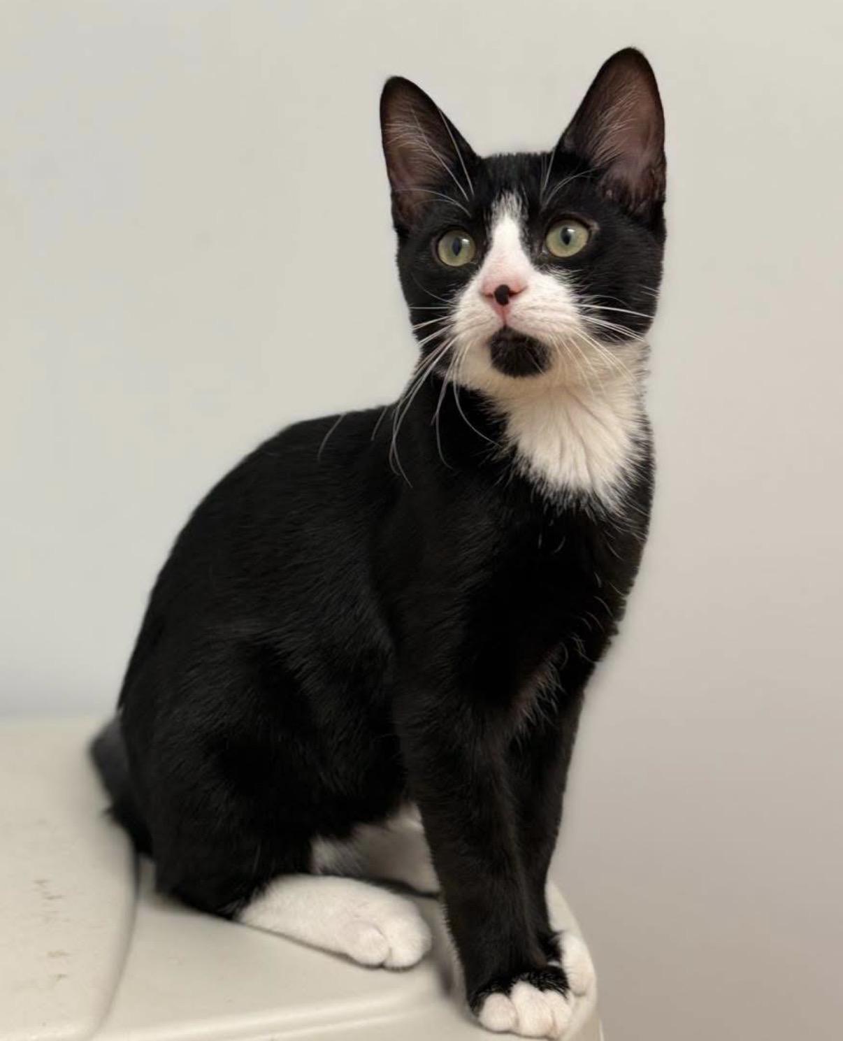 Enlarge Pierre, a Adopted Domestic Short Hair in Pawleys Island, SC image 2/3