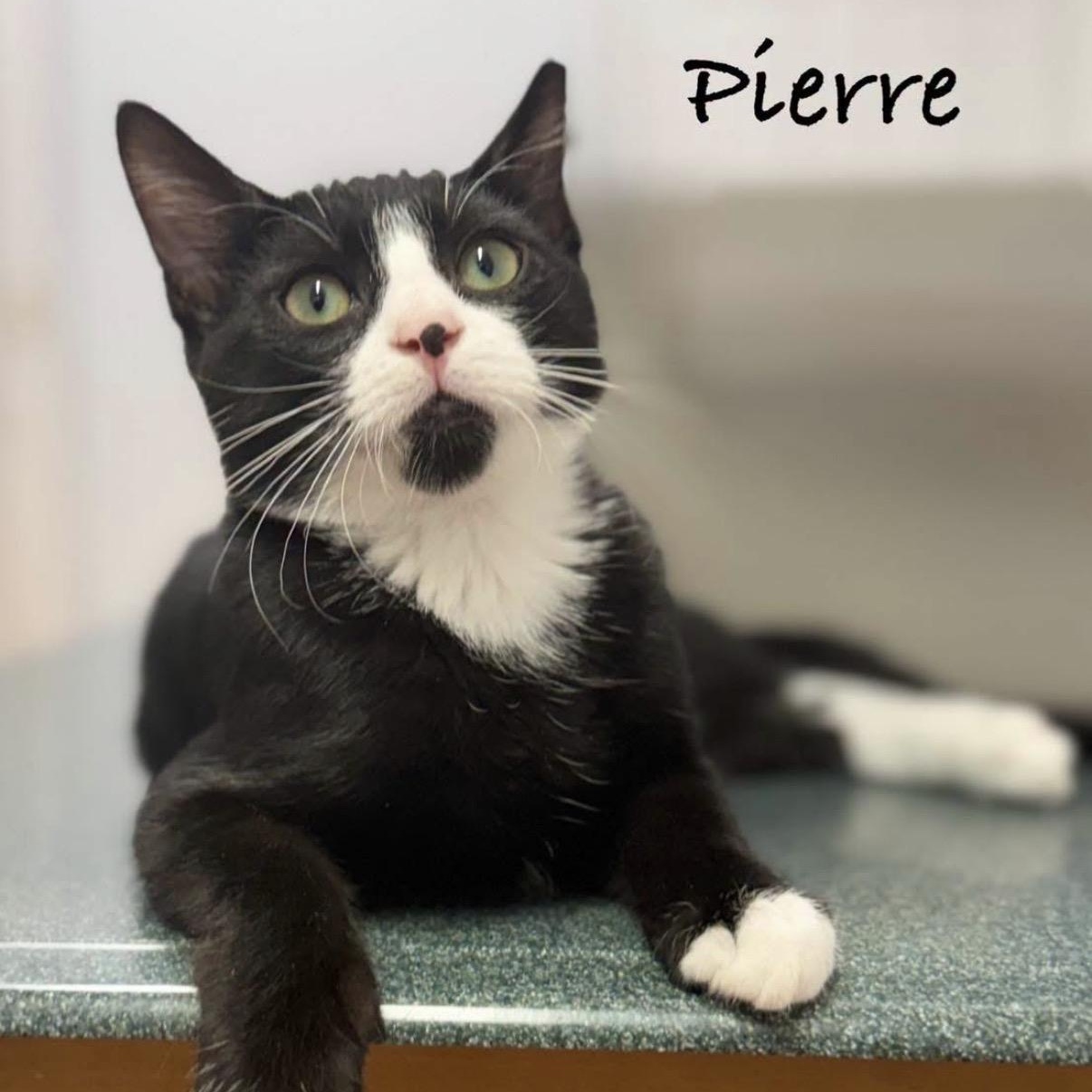 Enlarge Pierre, a Adopted Domestic Short Hair in Pawleys Island, SC image 1/3