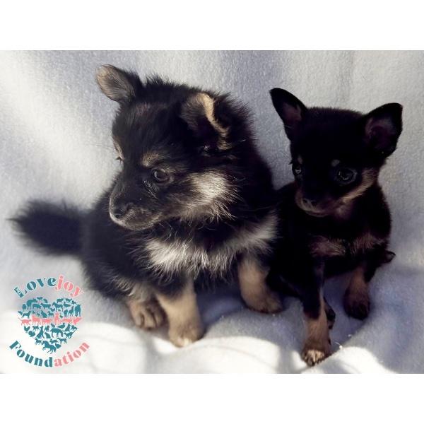 Enlarge Peaches N' Cream Litter, a Adopted mixed breed in Inglewood, CA image 2/2