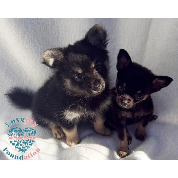 Peaches N' Cream Litter, Adopted, Puppy Female Chihuahua.