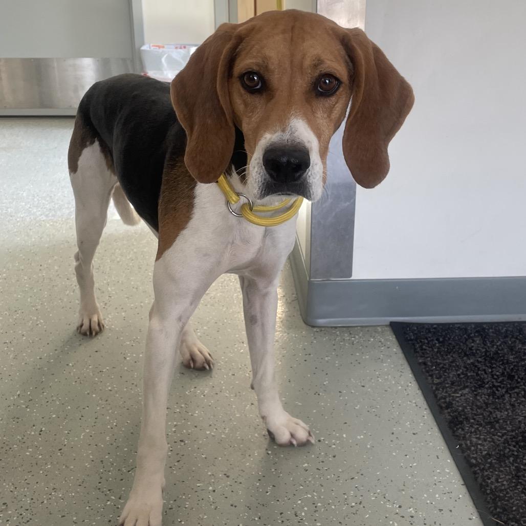 Pecan, Adoptable, Adult Female Hound.