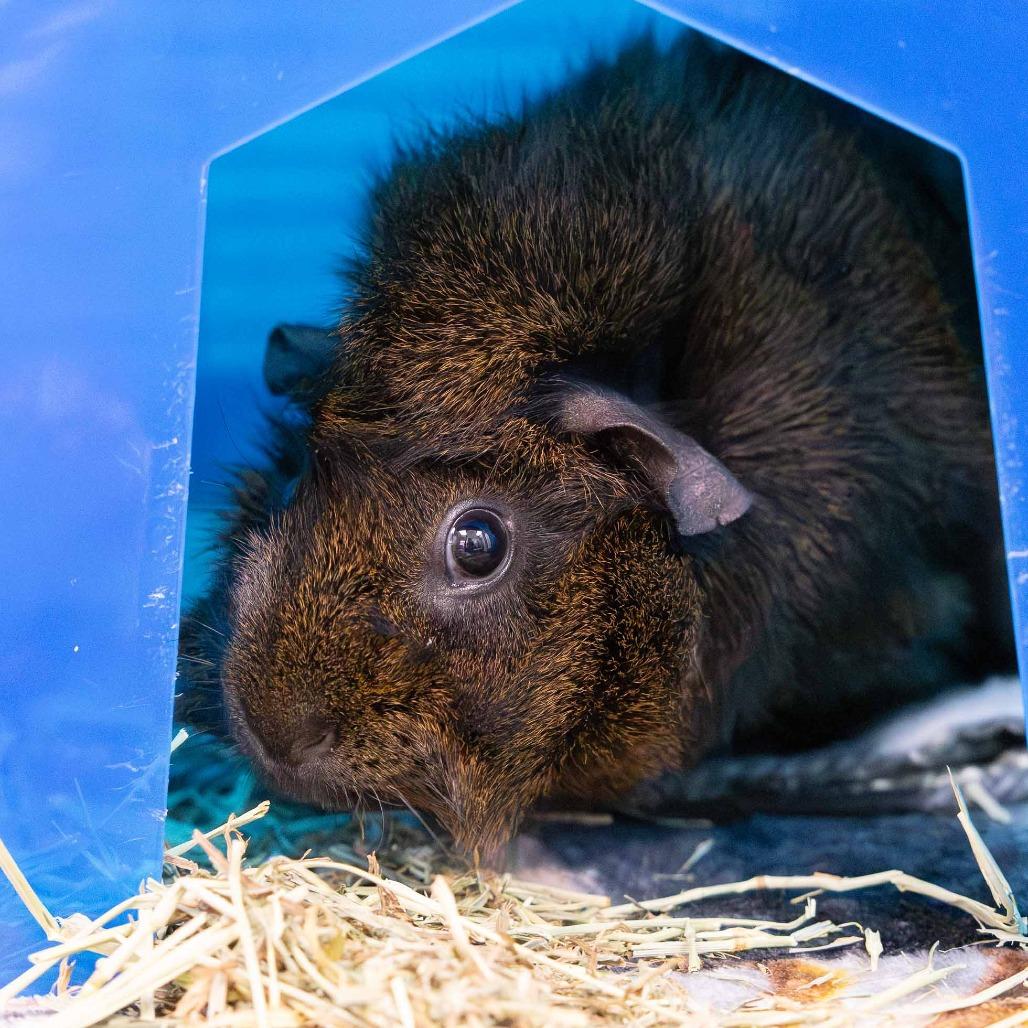 Peanut, Adoptable, Young Female Guinea Pig.