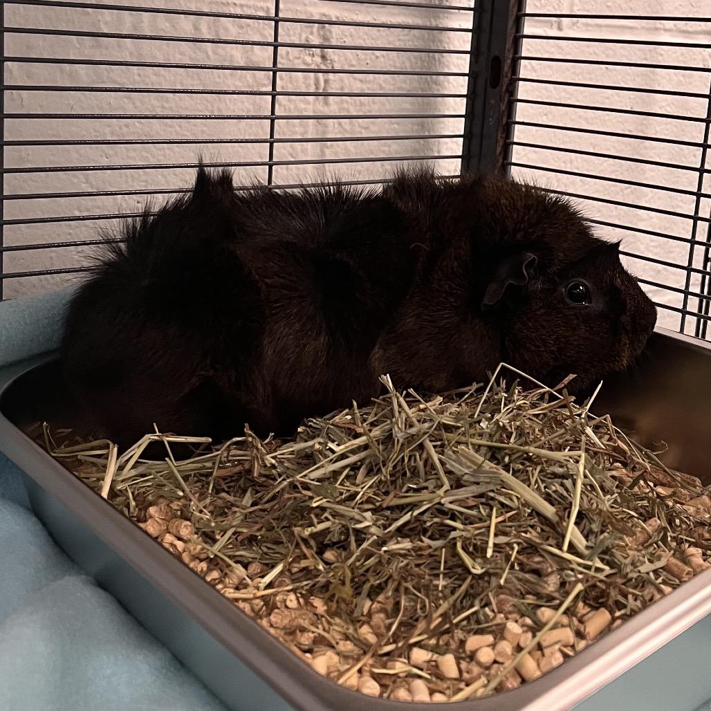 Peanut, a Adoptable Guinea Pig in Mentor, OH image 2/4