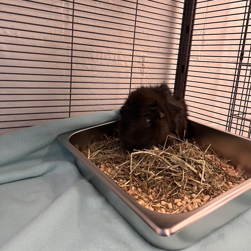 Peanut, a Adoptable Guinea Pig in Mentor, OH image 3/4