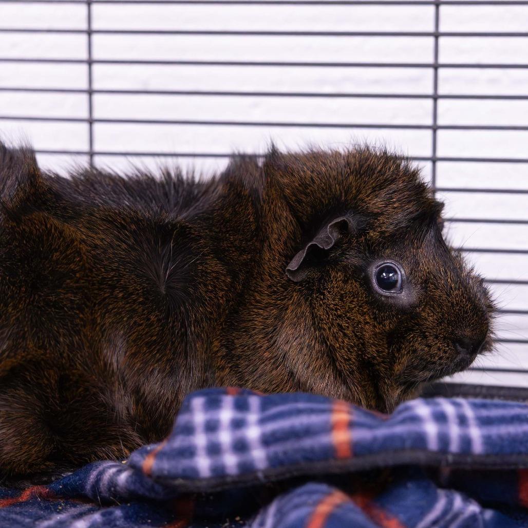 Peanut, a Adoptable Guinea Pig in Mentor, OH image 4/4
