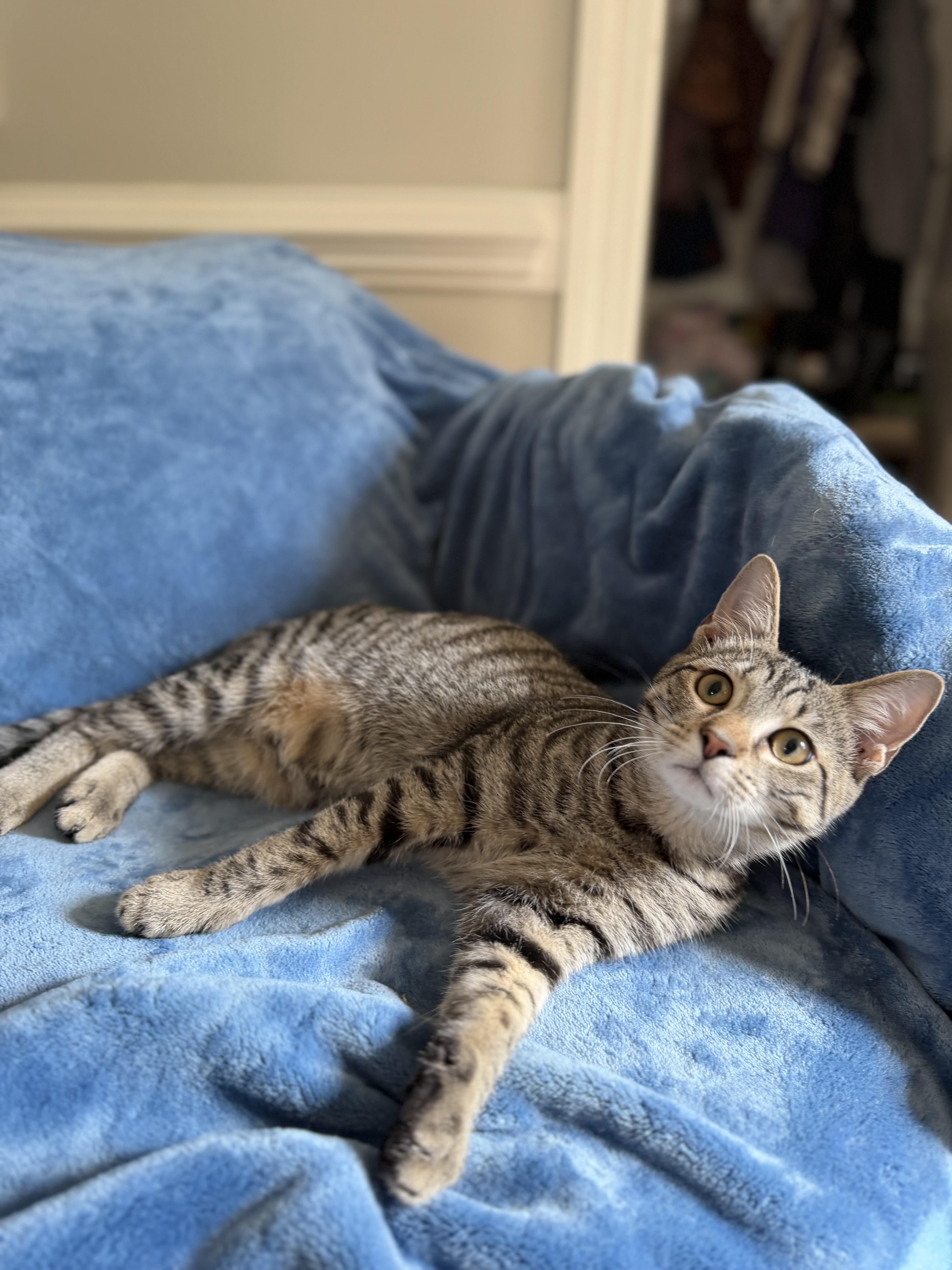 Spencer, Adoptable, Kitten Male American Shorthair.