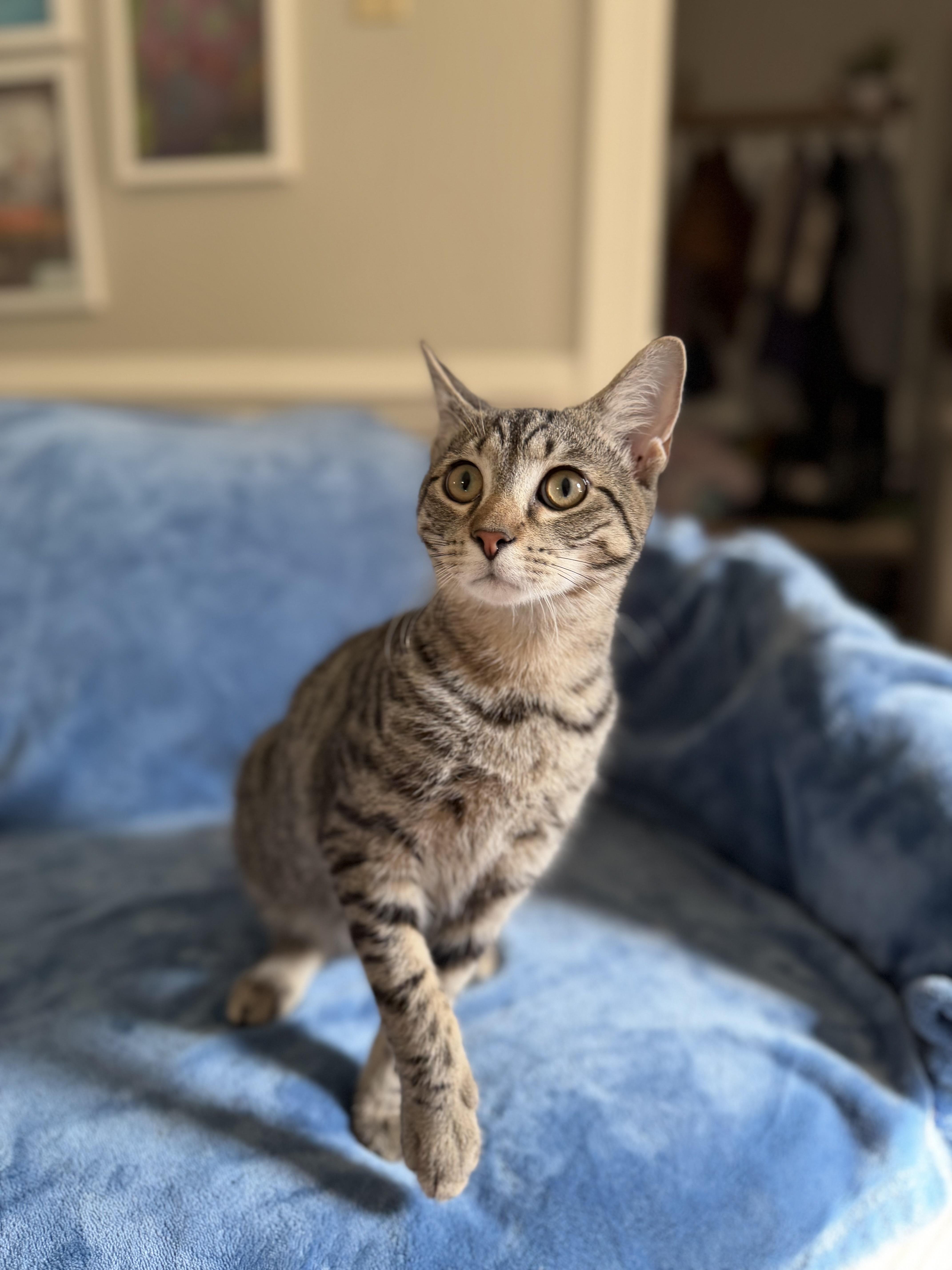 Enlarge Spencer, a Adoptable American Shorthair in North Chesterfield, VA image 2/3