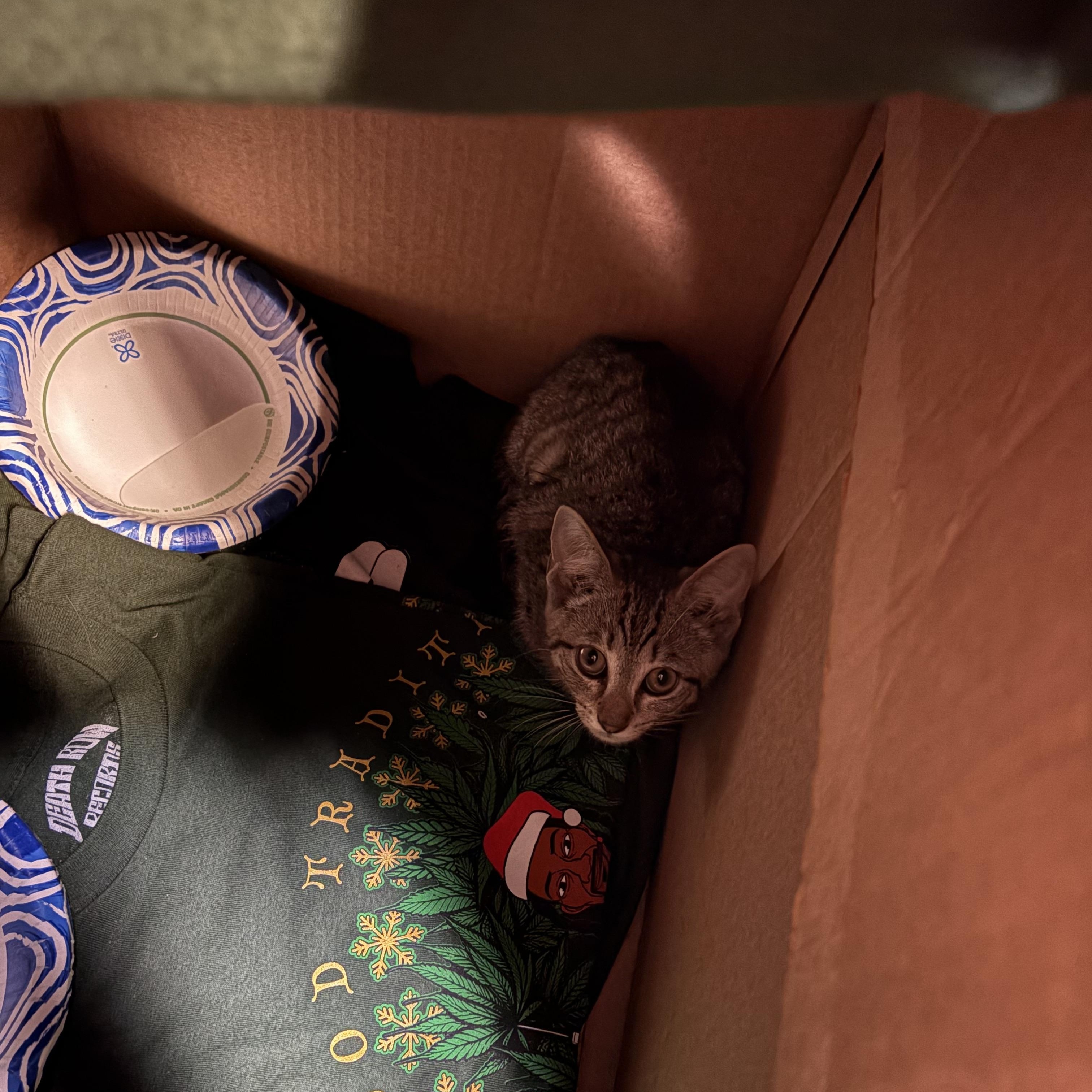 Enlarge Spencer, a Adoptable American Shorthair in North Chesterfield, VA image 3/3