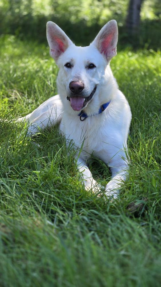 Simon, Adoptable, Adult Male German Shepherd Dog.