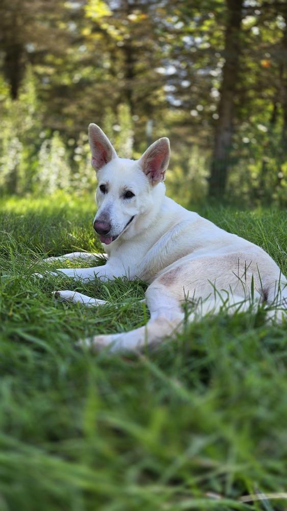 Enlarge Simon, a Adoptable mixed breed in Plymouth, MI image 2/6